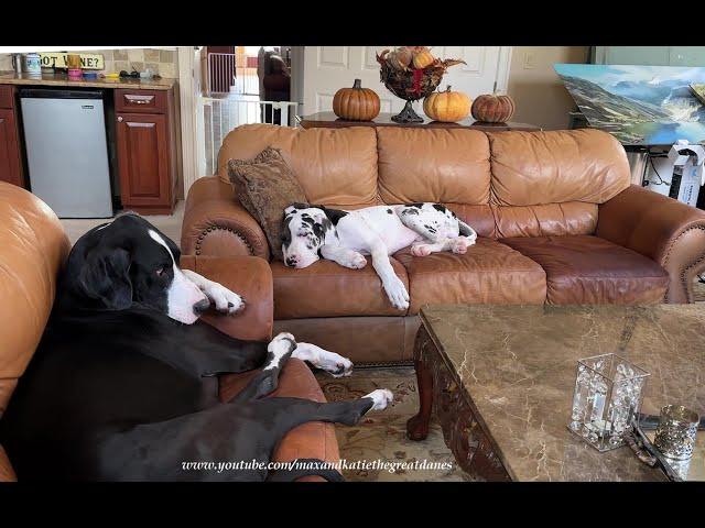 Funny Tired 19 Week Old Great Dane Puppy Interrupts Nap Time For Playtime