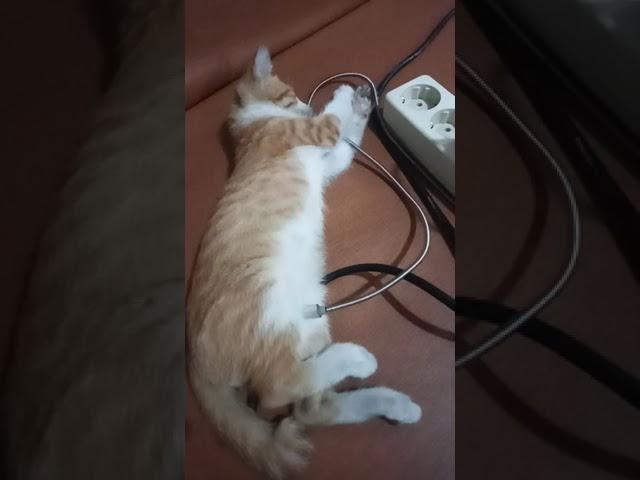 Kebiasaan kucing cari hangat, pingin dimanja 