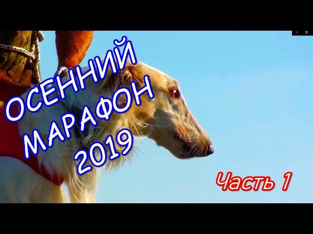 Осенний  Марафон 2019г часть 1 (испытания борзых)