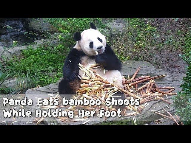 Panda Eats bamboo Shoots While Holding Her Foot | iPanda