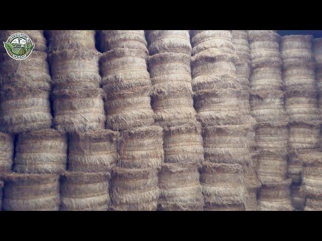 8.7 Million Acres Of Flax Harvested & Processed To Linen Fabric This Way | Farming Documentary