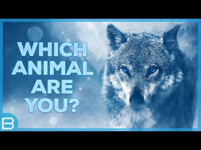 Which Animal Are You?