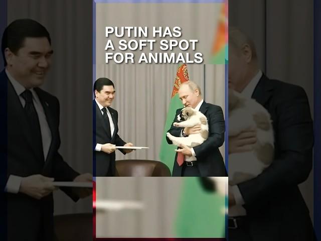 Putin has a soft spot for animals. #putin #russia #animals #dogs #horses #dolphins #cats