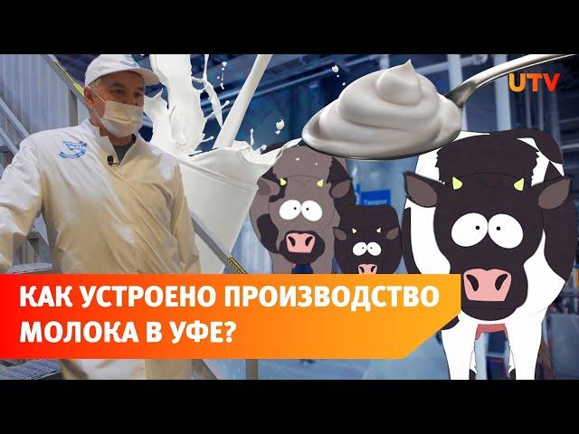 Почему санкции сделали уфимских молочников сильнее? Большой репортаж c "Уфагормолзавода"