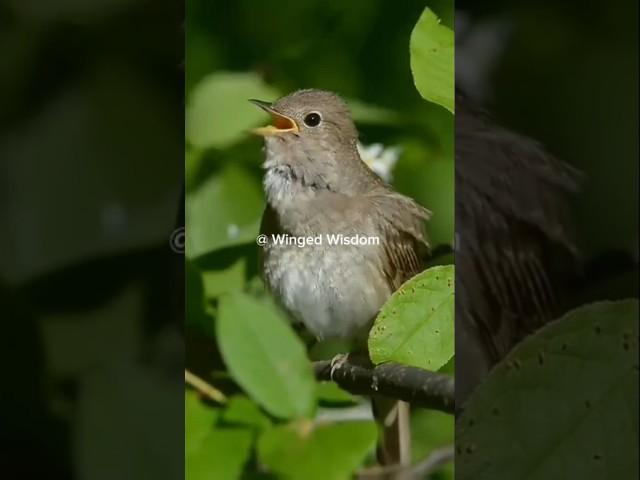 Subhan Allah #shortfeed #viralshorts #shorts #birds#love#ytshorts#nature#Viral #nest