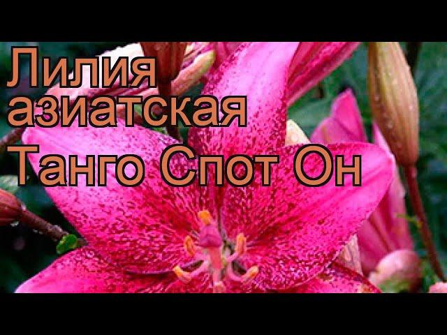 Лилия азиатская (lilium asiatic spot on)  азиатская лилия обзор: как сажать, луковицы лилии