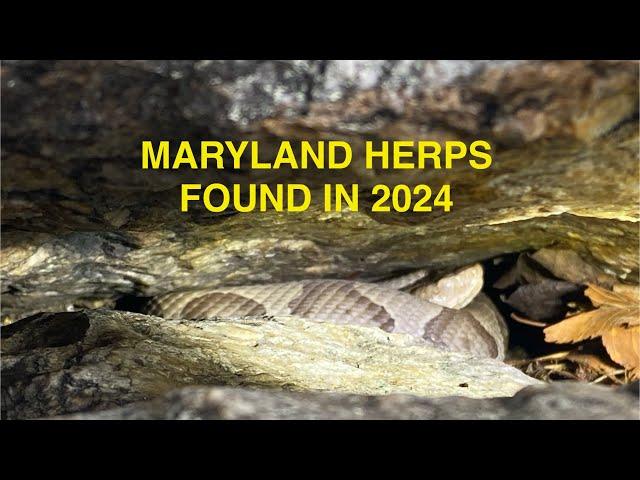 Herping in 2024 in Maryland ( 21 Species found )