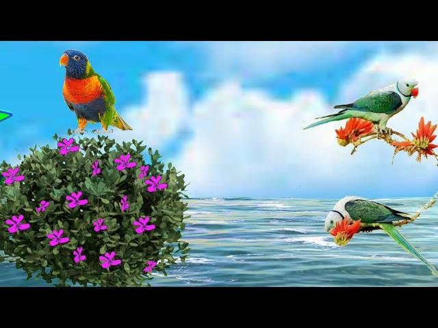 Birds green screen effects 2019 Teelsingh