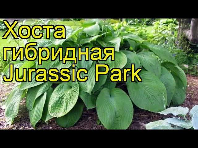 Хоста гибридная Джурасик Парк. Краткий обзор, описание характеристик hosta hybrida Jurassic Park