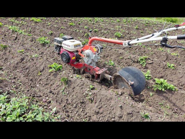 первое окучивание картофеля / The first hilling of potatoes #огород #мотоблок