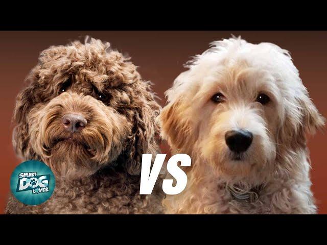 Labradoodle VS Goldendoodle | Which Poodle Mix Breeds Is Better?