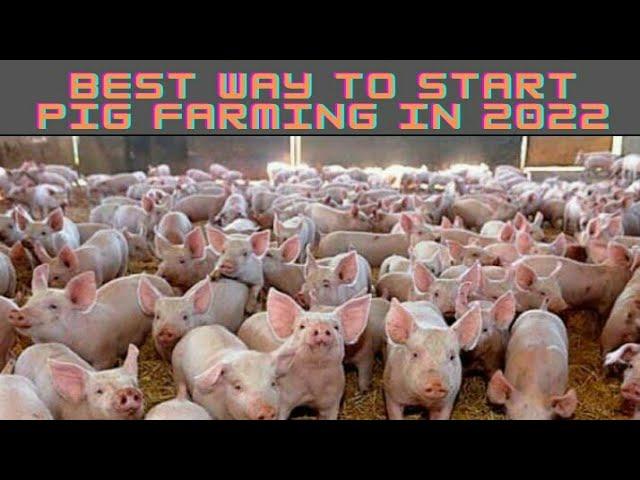 Best way to start pig farming