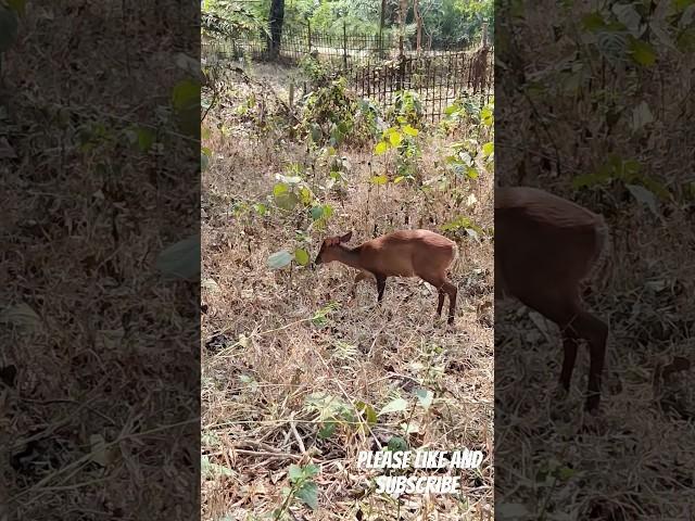 Forest Fawn: Up Close and Personal #fawn