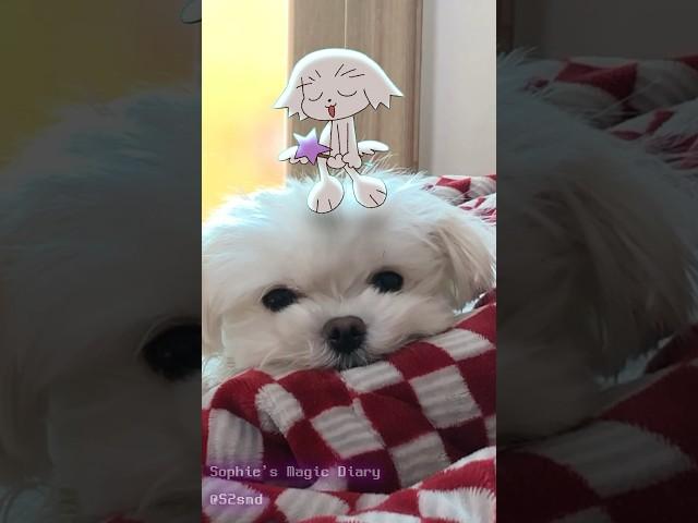 wadada dang #animation #cute #dance #dog #shorts