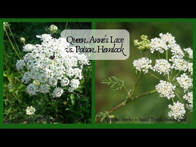 Queen Anne's Lace vs. Poison Hemlock: Identify the differences in the wild!