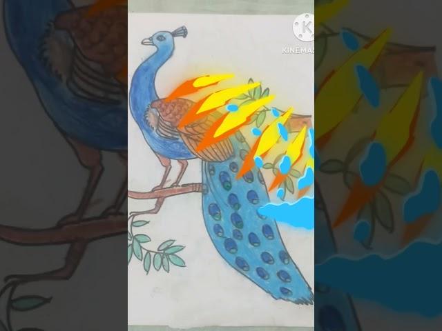 Peacock Drawing