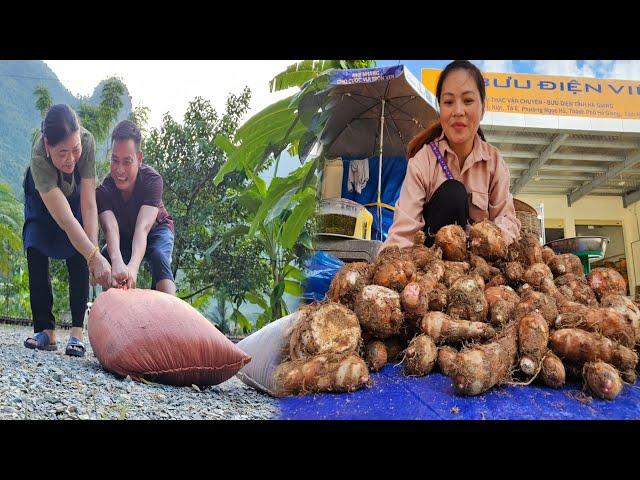 Ly harvested taro and sold it - Ly's mother-in-law helped with the housework