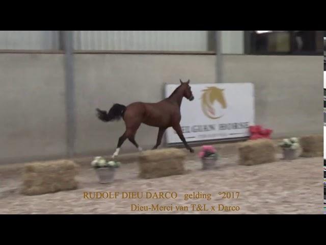 Rudolph Dieu Darco, Dieu-Merci van T&L x Darco, gelding, °2017, Belgian Horse Trading