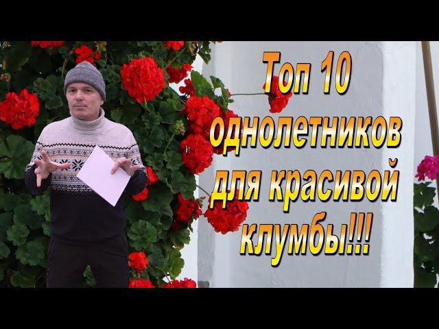 ТОП 10 однолетних цветов для клумбы! Эти цветы мы сеем ВСЕГДА.