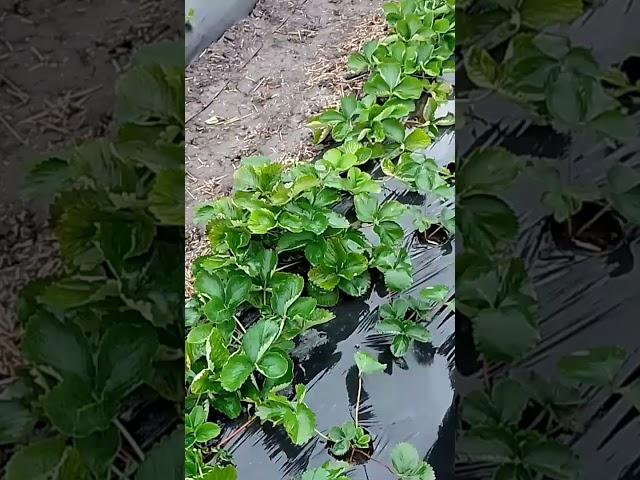 Полуниця через два тижні після посадки #хобі #garden #сад #ягода #саджанці