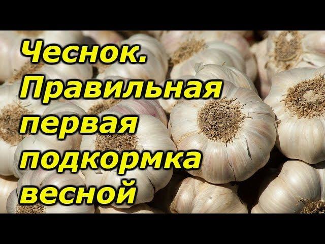 Чеснок-правильная весенняя подкормка озимого чеснока.