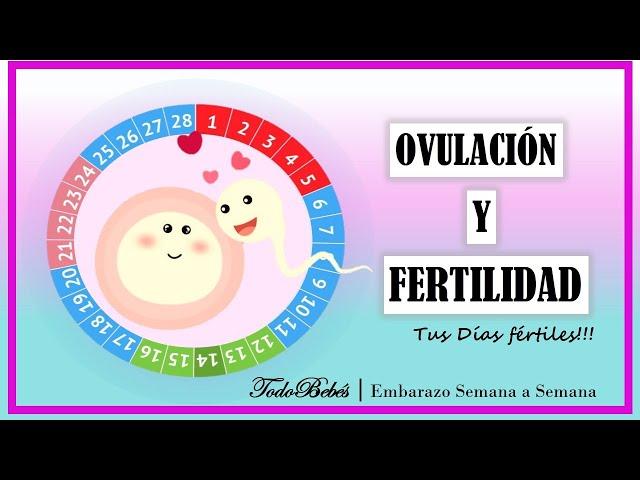 OVULACION Y FERTILIDAD. Como saber cuando ovulas y Tus Días Fértiles.