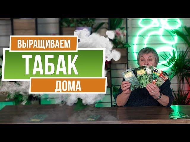 Как вырастить табак дома ️ История Табака ️ Семена Табака