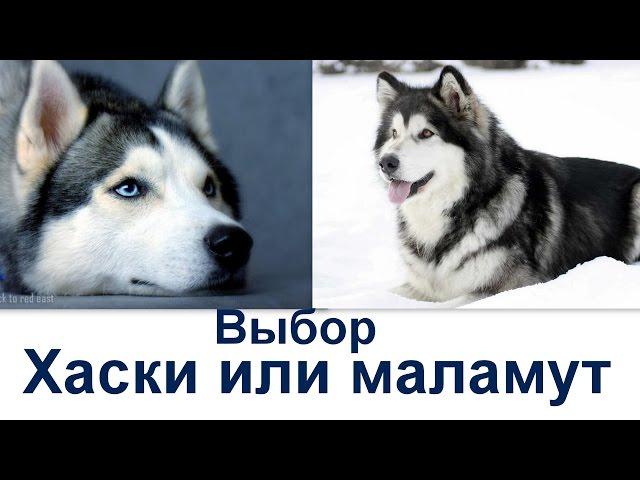 Кого лучше  взять  - маламут или хаски?