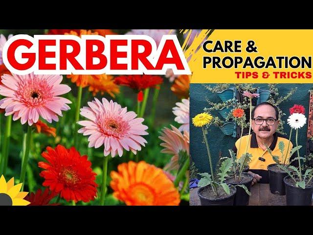 Gerberas: Plant Care & Propagation I जरबेरा की केयर कैसे करें I Gerbera Flowering Tips