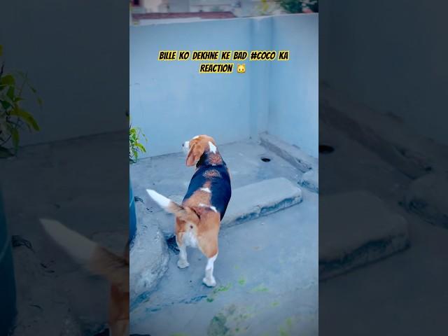 #coco #the #begel #dog #funnyvideo