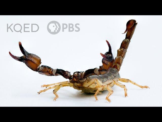 Scorpions Are Predators With a Sensitive Side | Deep Look