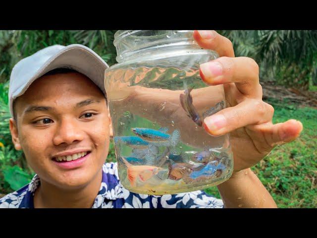 Tempat Rahasia ! ikan cupang nya cantik cantik banget