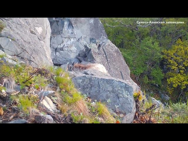 Отважный и милый покоритель скал  Амурский горал