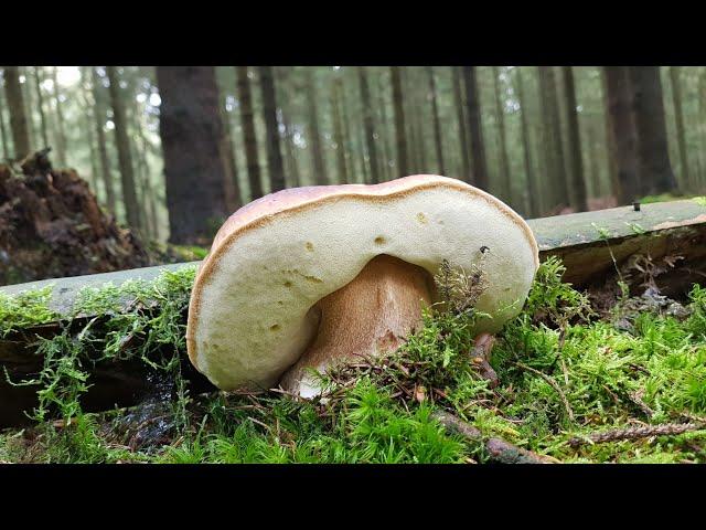 Steinpilze und andere Röhrlinge  | Pilze sammeln Oktober