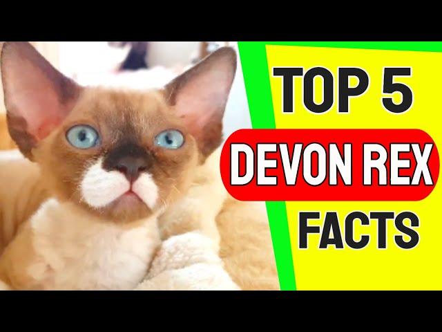 Top 5 Devon Rex Facts - Devon Rex Cat Breed