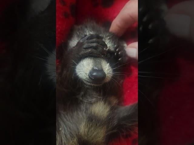 Wildlife Rehabilitator Rescues Baby Raccoon - 1496621