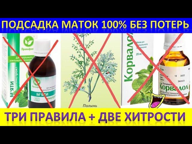 Подсадка маток 100% без потерь. 3 правила + 2 хитрости