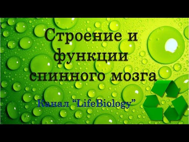 Строение и функции спинного мозга