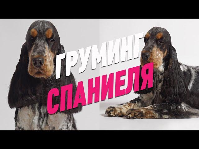 ГРУМИНГ СПАНИЕЛЯ / ВЫЧЕС ПОДШЕРСТКА / ОБУЧЕНИЕ ГРУМИНГУ / Эпизод МАСТЕР-КЛАССА / GROOM SCHOOL