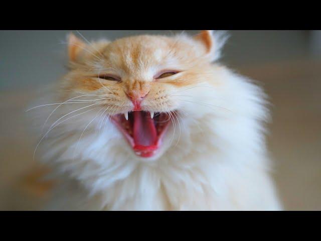 Cat Sounds Angry Sound Effect | Angry Cat Meowing Videos | Cats Meowing Aggressively | Cat Voice