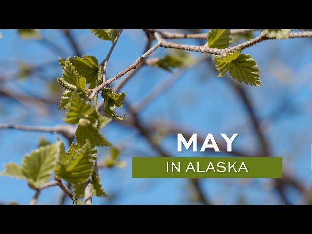 Alaska in May