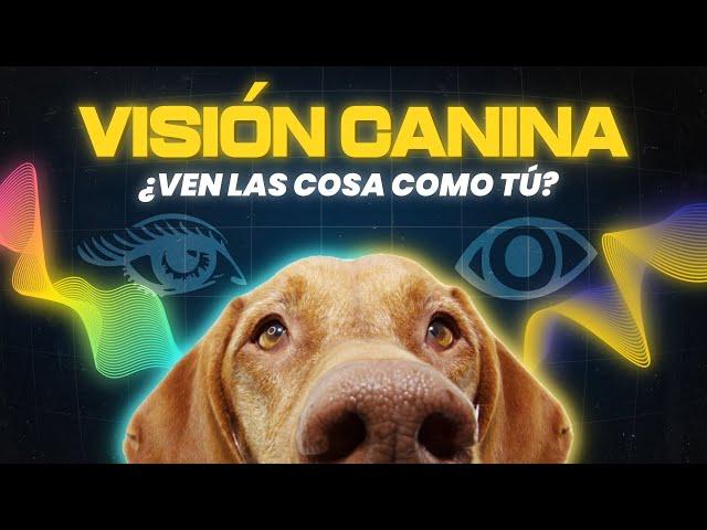 CÓMO VEN LOS PERROS #perros #educacioncanina #adiestramientocanino #comportamientocanino