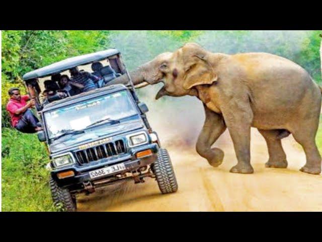 Top Angry Elephant Attack Everything Moment | Dangerous Elephants | Factop Tv