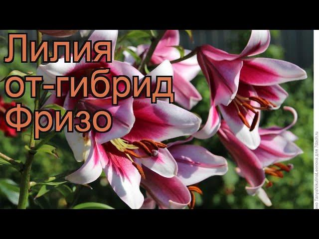 Лилия от-гибрид Фризо (lilium)  от-гибрид лилия Фризо обзор: как сажать, луковицы лилии Фризо