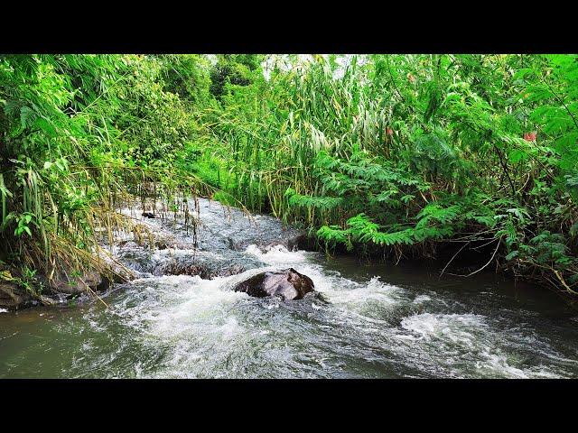 Relax with Calming Forest River and Gentle Stream Sounds - Relaxing Water Sounds For Inner Peace