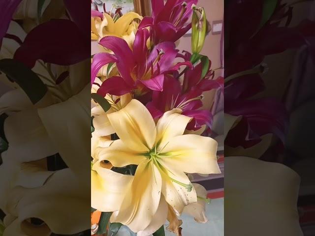 Easter lily or Lilium longiflorum #beautiful #flowers #asmr #satisfying #shorts #viral #shortvideo