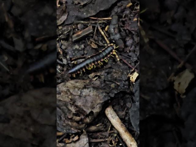 Mysterious Creature Explores Vibrant Mushroom | WhatsTheZoom