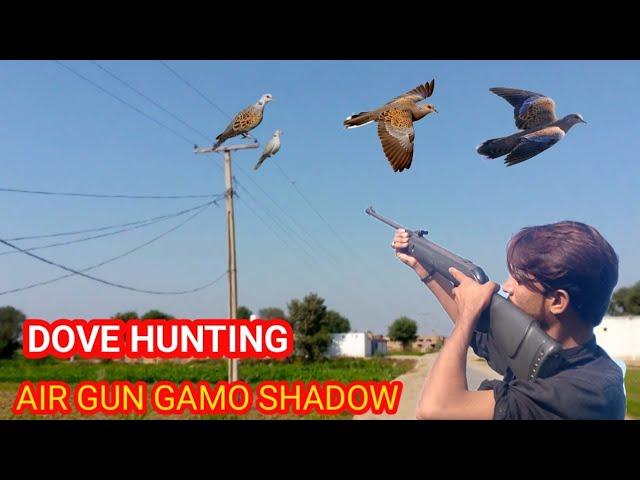 dove hunting with air gun gamo shadow || airgun hunting with birds || pigeon hunting || dove hunting