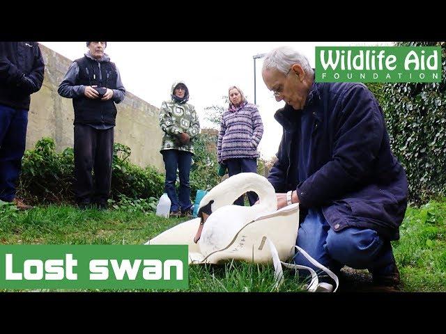 Lost swan reunited with family