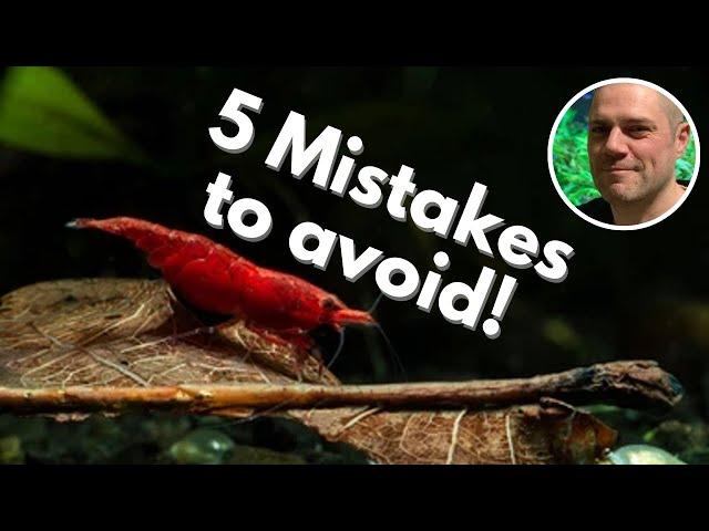 ️ 5 Shrimp Keeping Mistakes to Avoid! THESE MISTAKES ARE MOST OFTEN MADE BY NEW SHRIMP KEEPERS